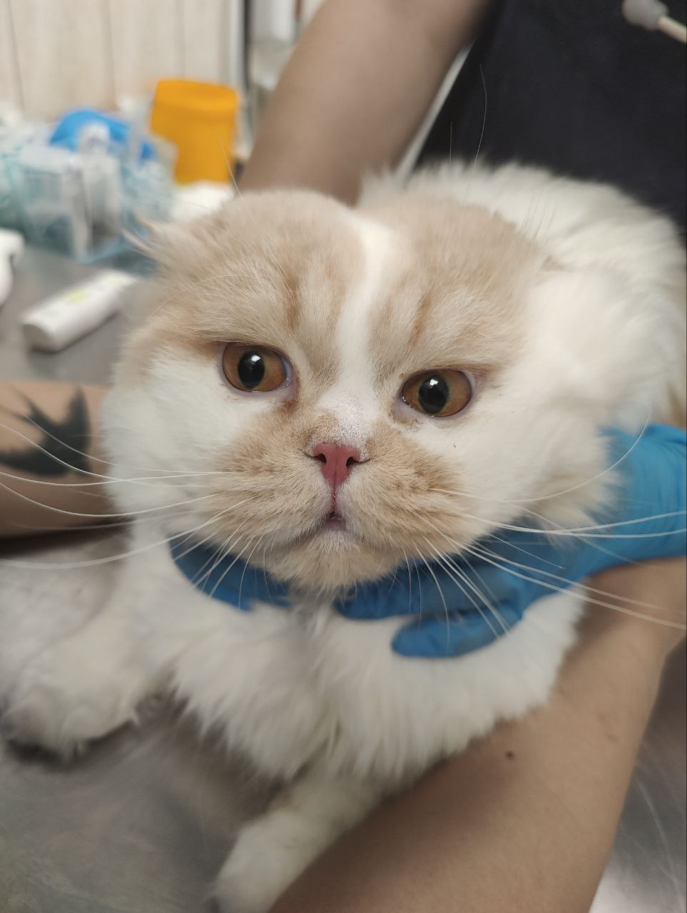 Кастрация кота