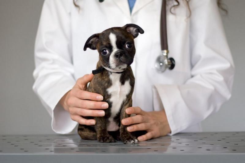 Консультация ветеринара в клинике